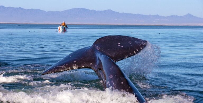 whale watching