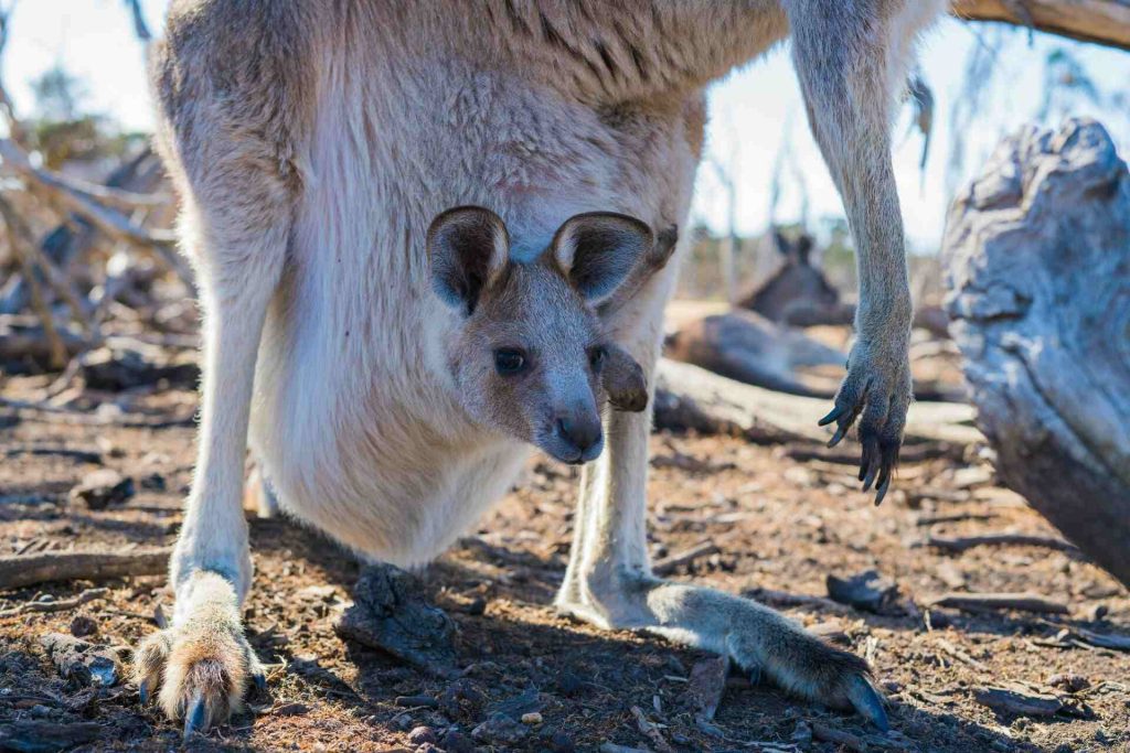 Kangaroos in Melbourne Zoo