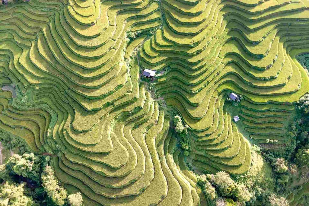 Rice Paddies in Bali