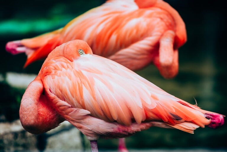 Flamingos in Costa Maya port designated area
