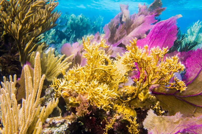 mesoamerican barrier reef corals