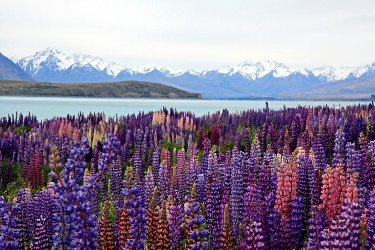 Lake Tekapo in New Zealand