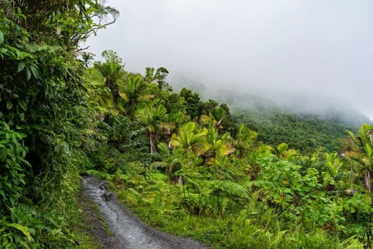 El Yunque National Forest