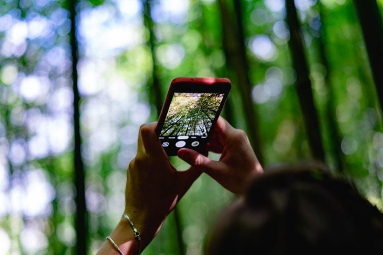 Woman using her smartphone to take a photo of the rainforest in Costa Rica 