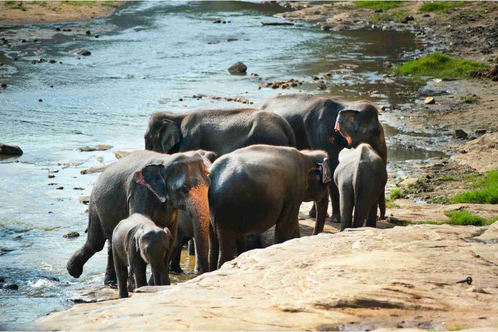 Asian elephants in Sri Lanka