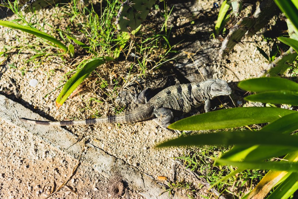 Lizard in Cancun