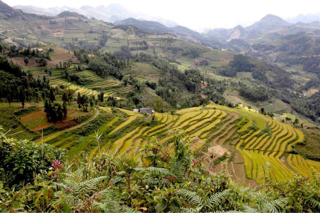 Bac Ha Rice Terraces