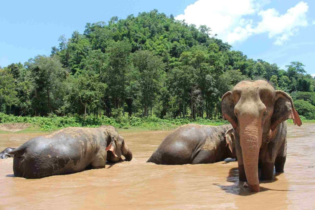 Elephants in the Elephant Nature Park near Chiang Mai