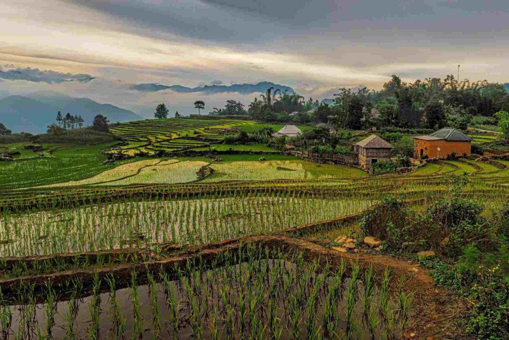 Sapa Rice Terraces