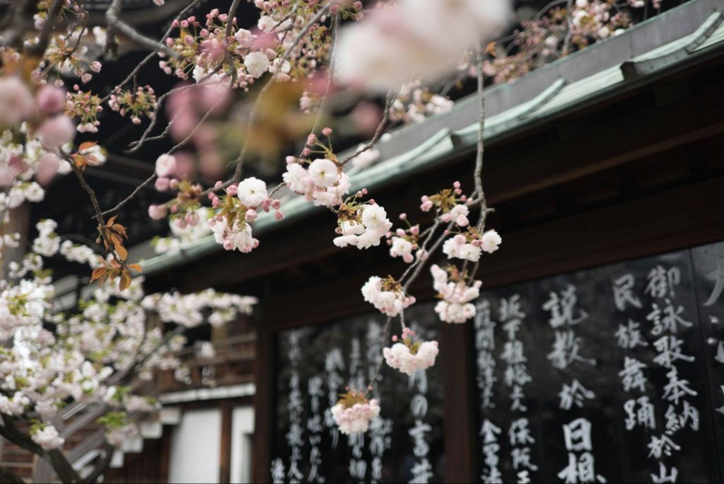 Sakura cherry blossoms