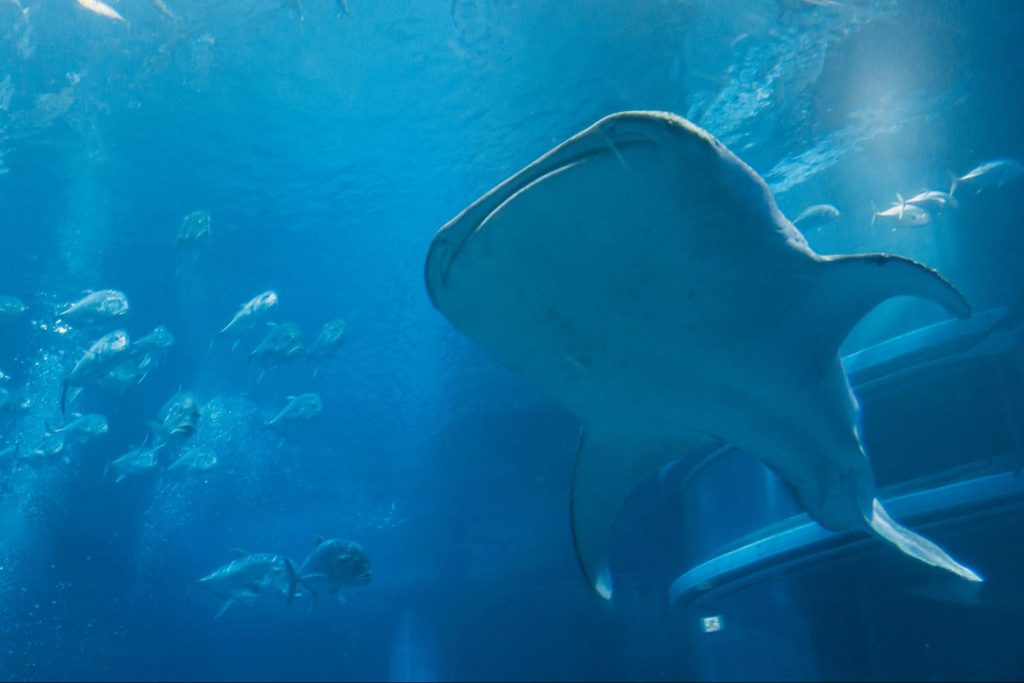 Osaka Aquarium’s