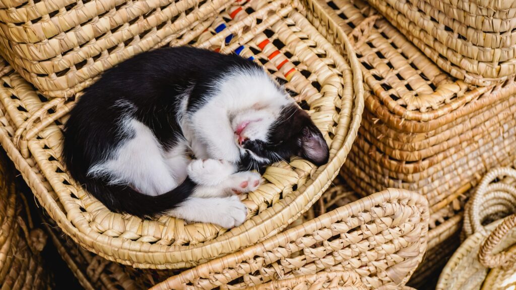 A little cat sleeping in the basket in the busy bazaar