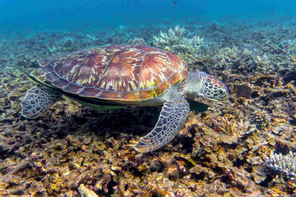 A sea turtle underwater near Koh Tao island