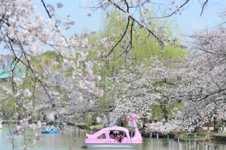 Cherry blossoms at Ueno Park