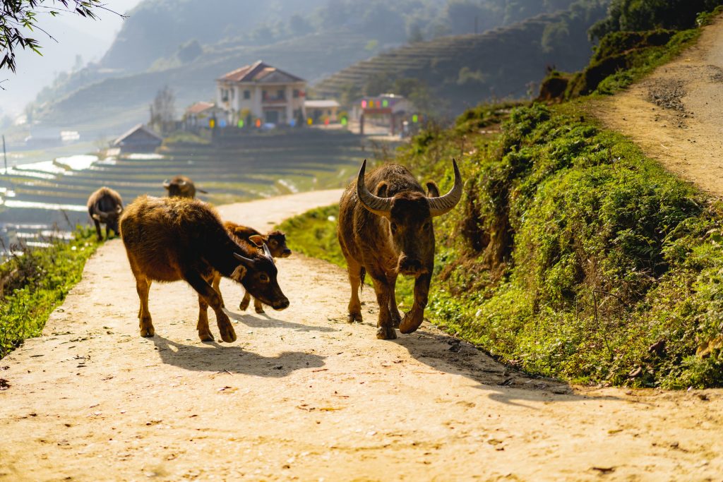 Cows roaming the Sa Pa Rice Terraces