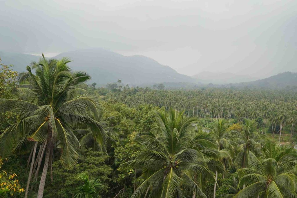 Lush jungles in central Koh Samui