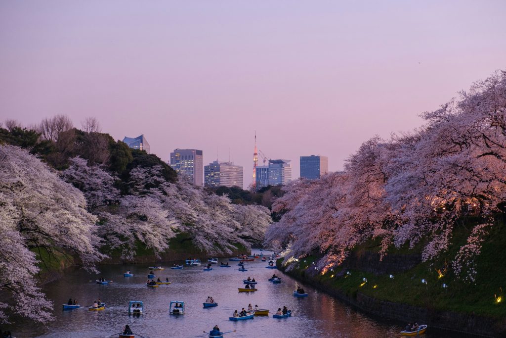 Sakura trees blossoming over a river in Tokyo with buildings in the background 