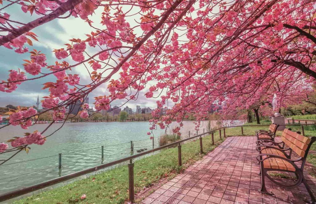 Cherry blossoms near Ueno station hanging over the river 