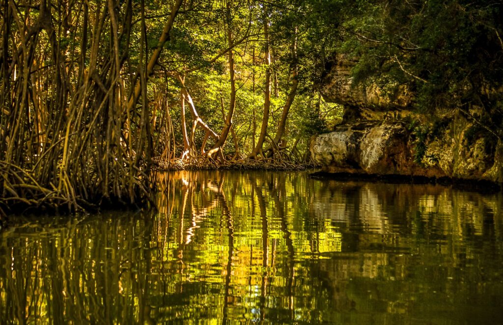 Mangroves of Haitise National Park
