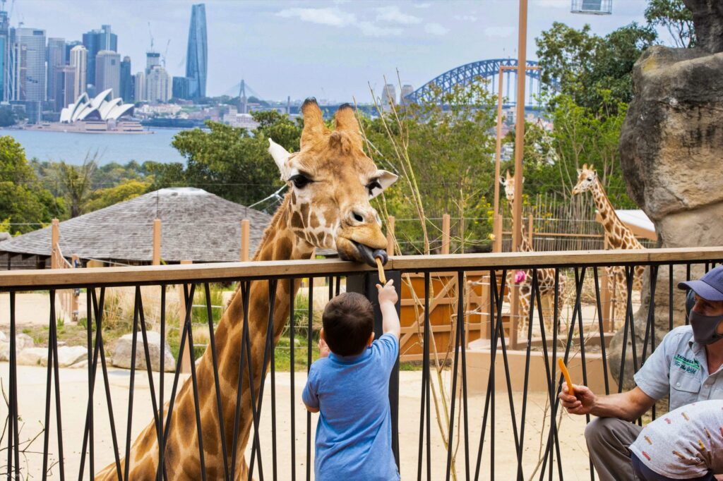 Feeding time at Taronga Zoo with Sydney’s iconic Opera House and Harbour Bridge in the background. Source: Taronga Zoo 