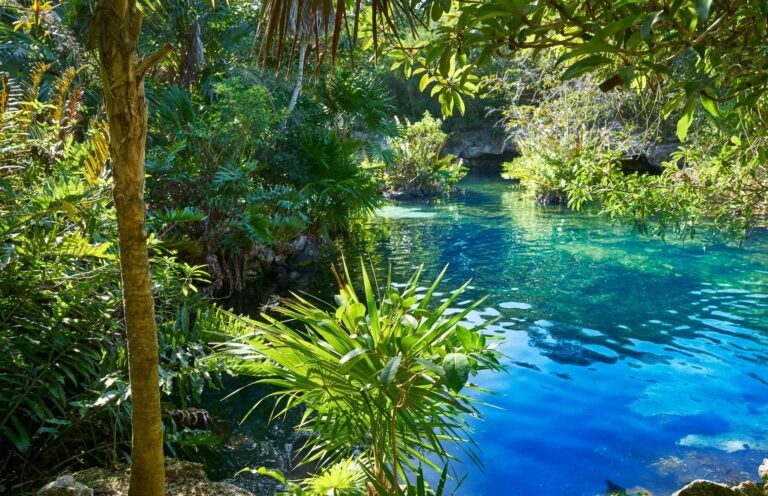 Cenote in Costa Maya jungle