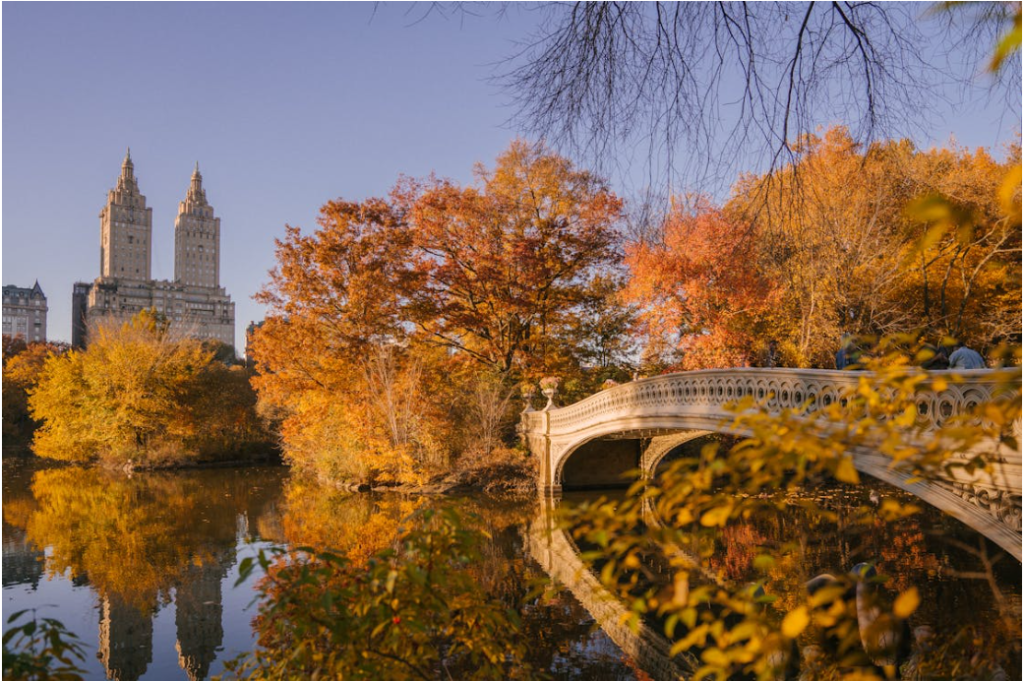 Central Park's Bow Bridge stands majestically amidst the autumn foliage. Source: Pexels