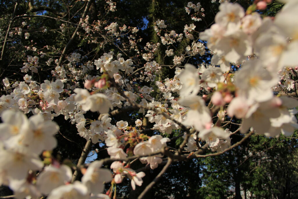 The famous cherry blossoms of Japan, and my less famous photography