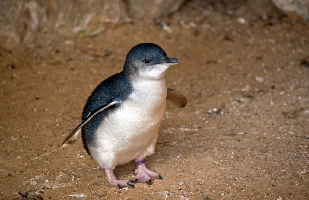 Fairy or Little penguins on Collins Flat Beach