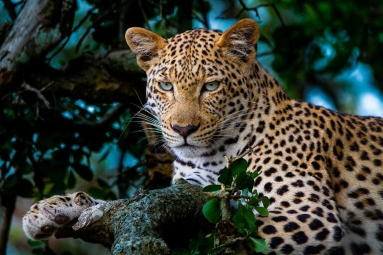 Female leopard in Kruger National Park, South Africa