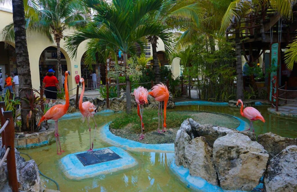 Flamingos in Costa Maya port designated area
