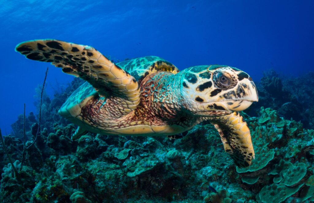 Hawksbill sea turtle
