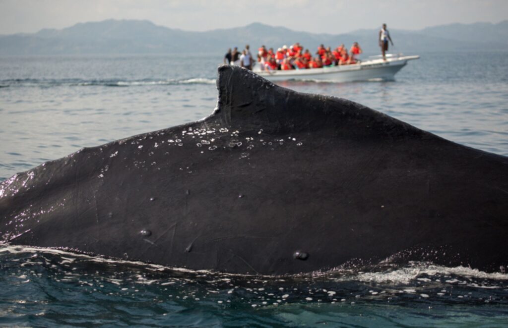 Tourist boat and a humpback whale in Samana Bay
