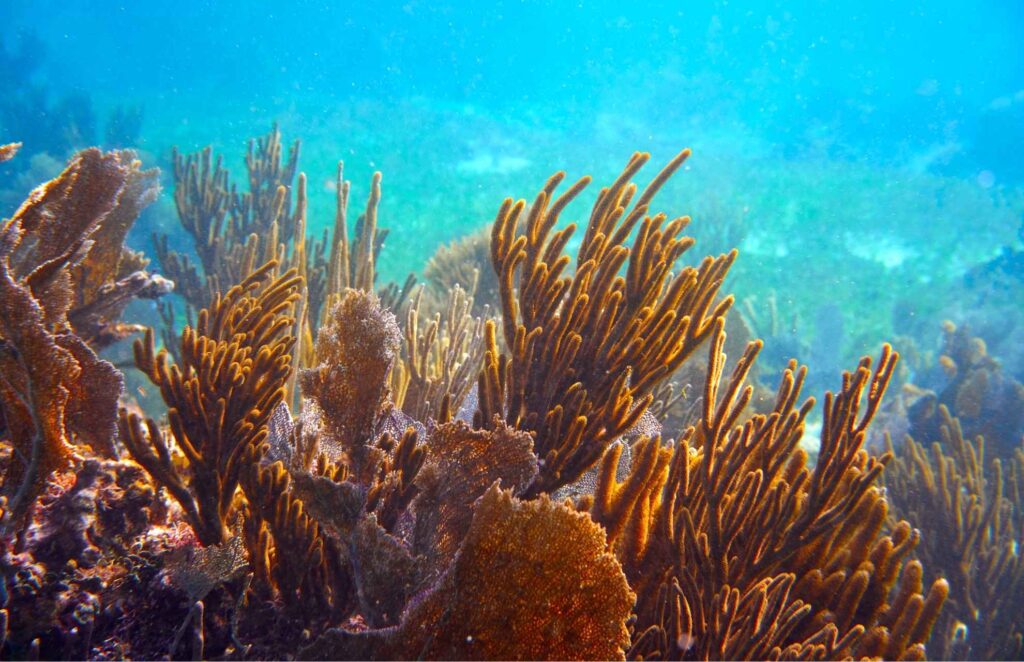 Mesoamerican Barrier Reef