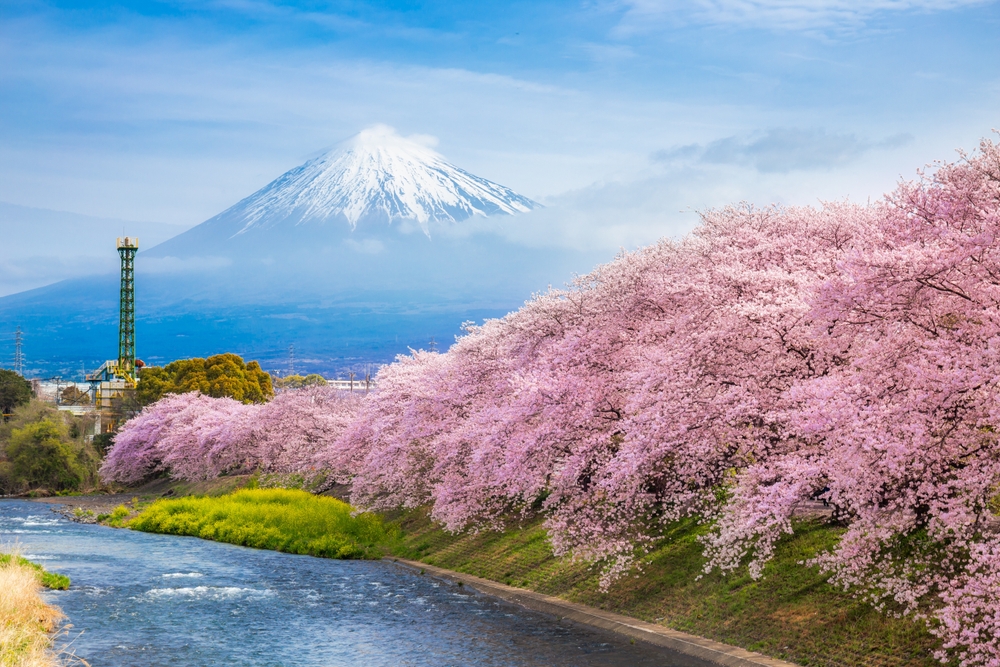 Cherry blossoms with Mount Fuji in the background