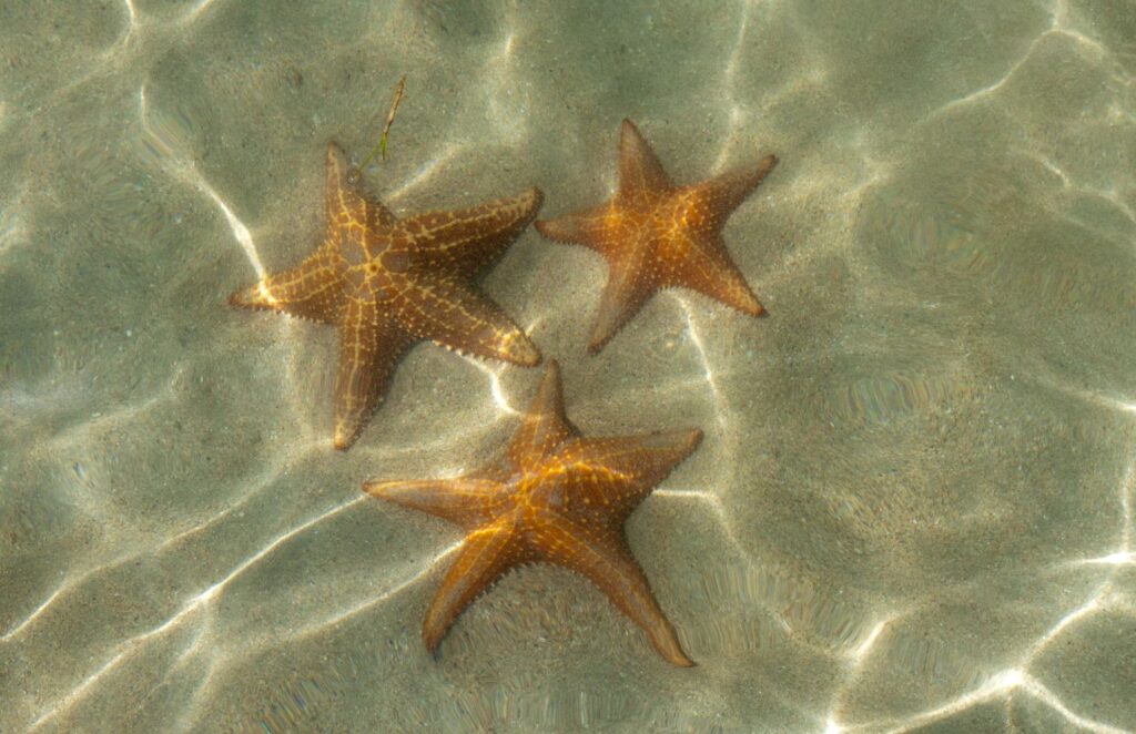 Starfish found nearby Saona Island