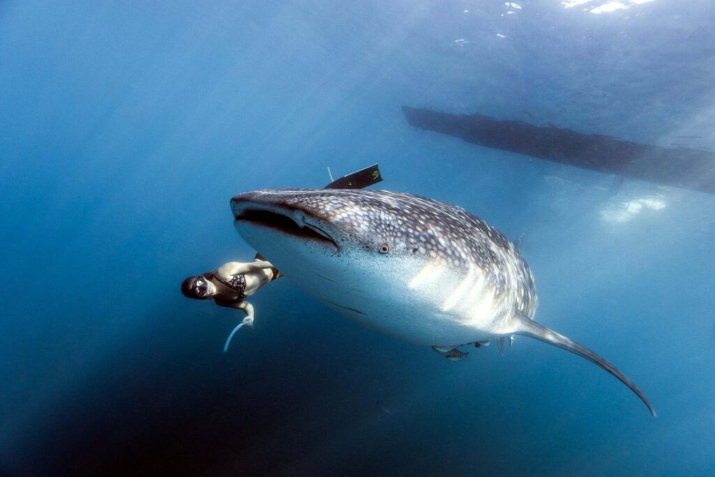 A diver swimming next to a whale shark