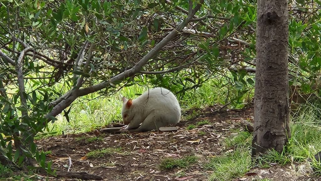 An albino pademelon in his natural habitat observed at the Bonorong Wildlife Sanctuary.
