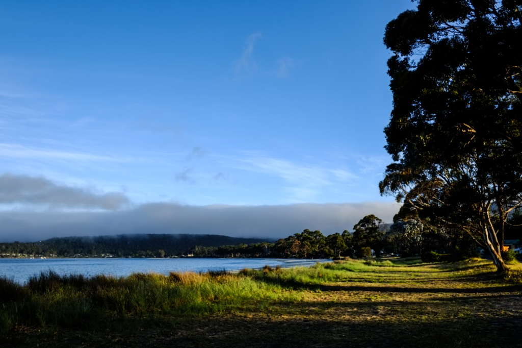 Bruny Island's grassy shores bordered by lush green trees by calm blue waters on a sunny day.
