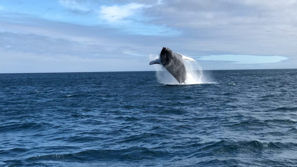 Whale leaping out of water in Galápagos. Source: Unsplash