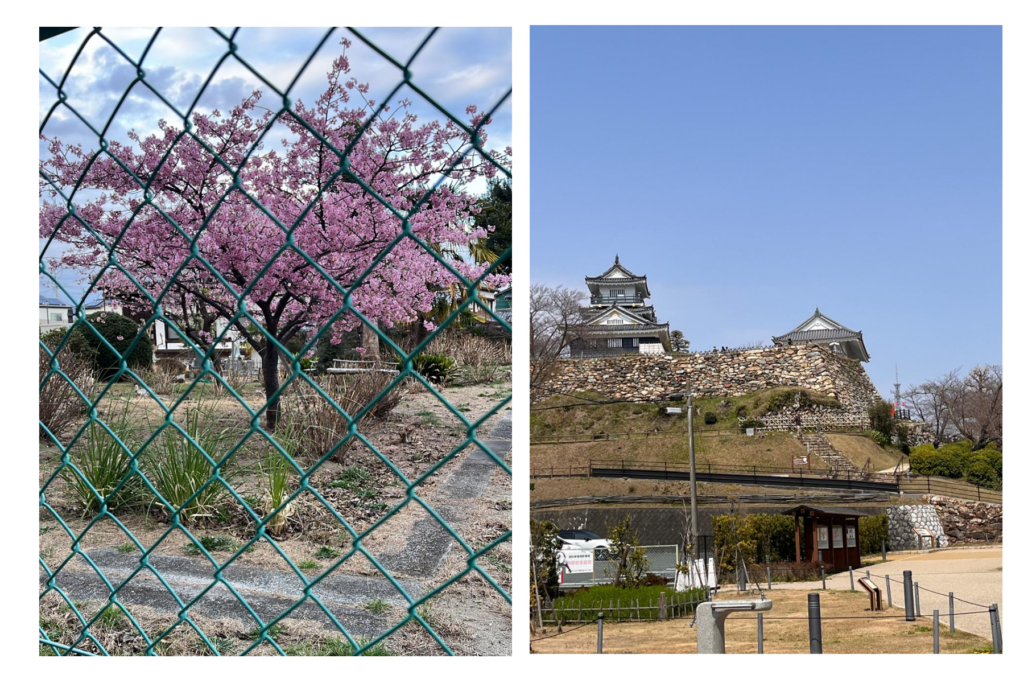 Cherry blossoms add to Japan’s beauty, but it is a crime to pluck them from the trees