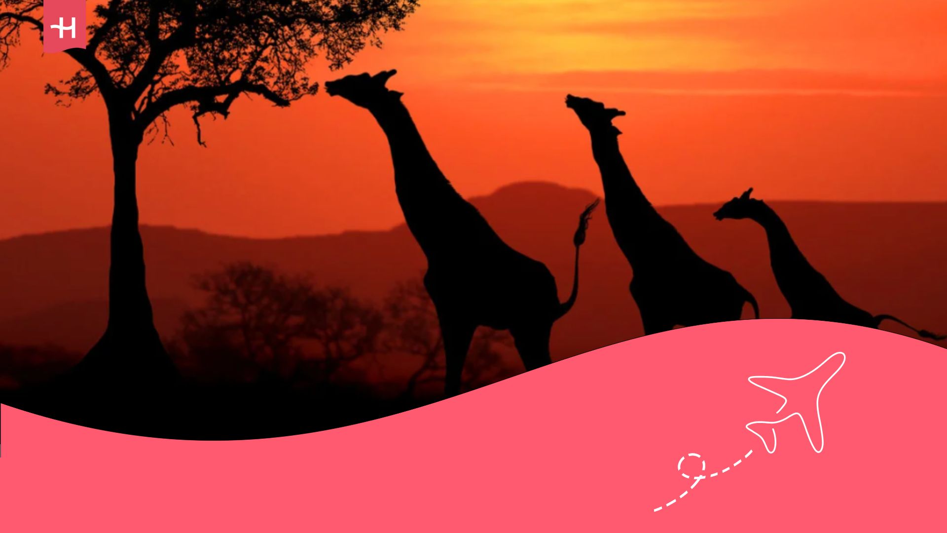 Giraffes in the wild at sunset.