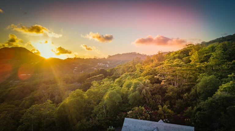 Lush trees illuminated with a warm green hue from the setting sun behind a distant steep hill.