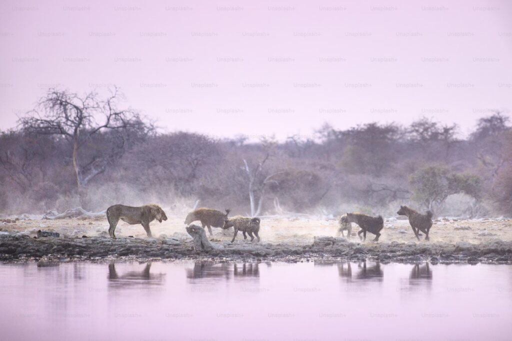 A quick glimpse of the wild animals at Kruger National Park. Source: Unsplash