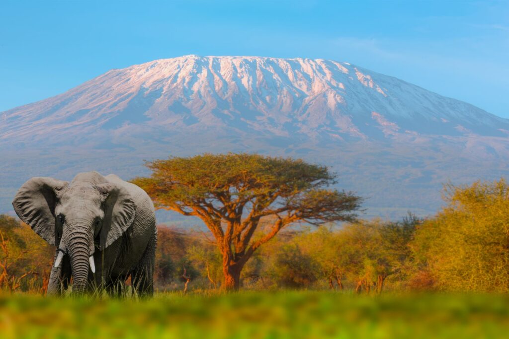 Elephant and trees amid the backdrop of Mount Kilimanjaro.