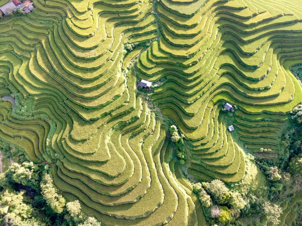 The Tegallalang Rice Terraces in Bali, Indonesia