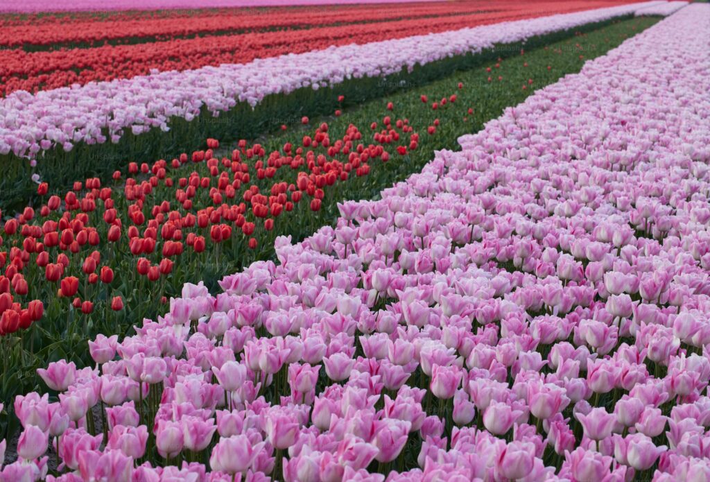 Tulip fields pattern in Keukenhof, Lisse, Netherlands. Source: Unsplash