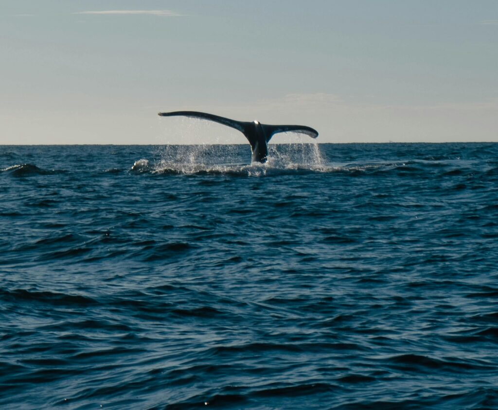 Whale watching in Oaxaca: A breathtaking experience along the coast.