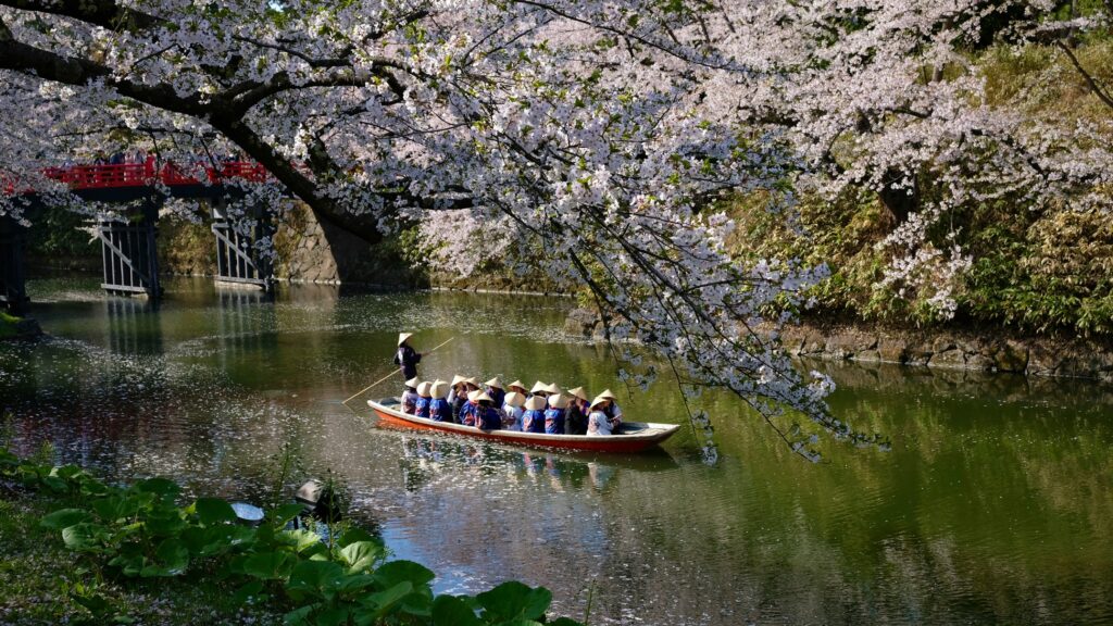 Cherry blossoms along a river in northern Japan; Source: Unsplash