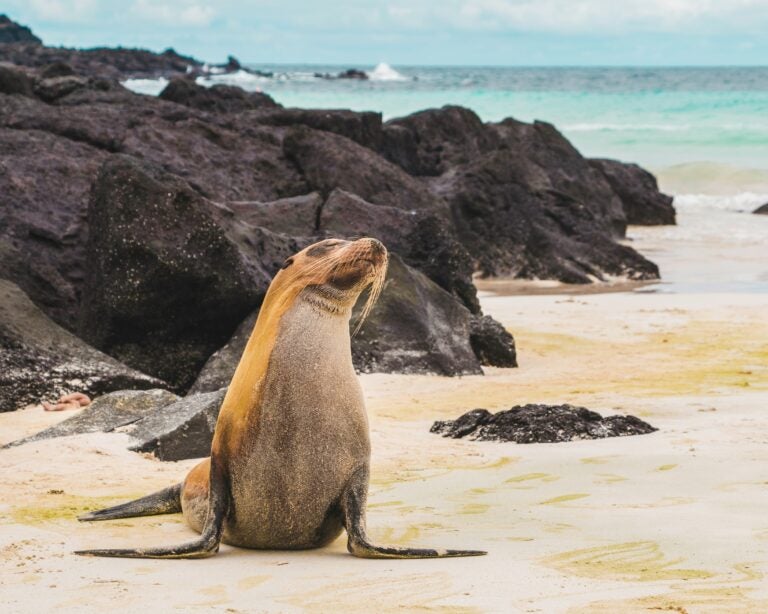 A seal closing her eyes on a rocky beach in the Galápagos Islands.
