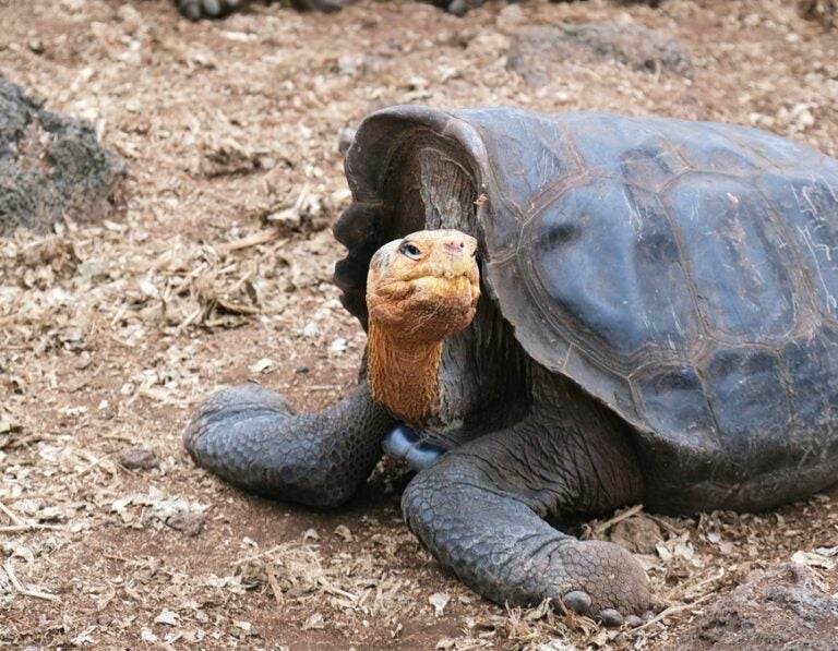 A giant tortoise stares inquisitively at the Charles Darwin Research center Galapagos Islands (Ecuador)